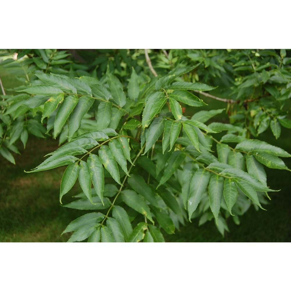 Fraxinus excelsior