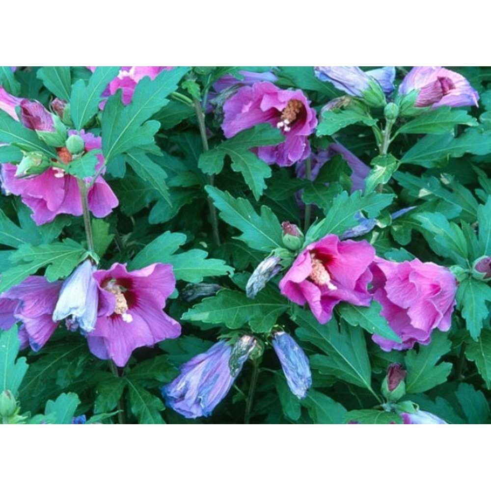 Hibiscus syriacus