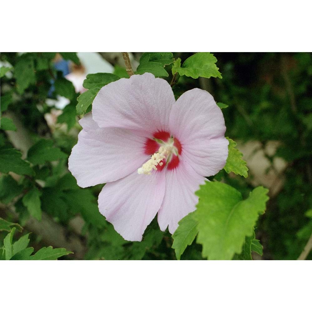 Hibiscus syriacus