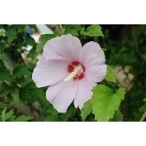 Hibiscus syriacus