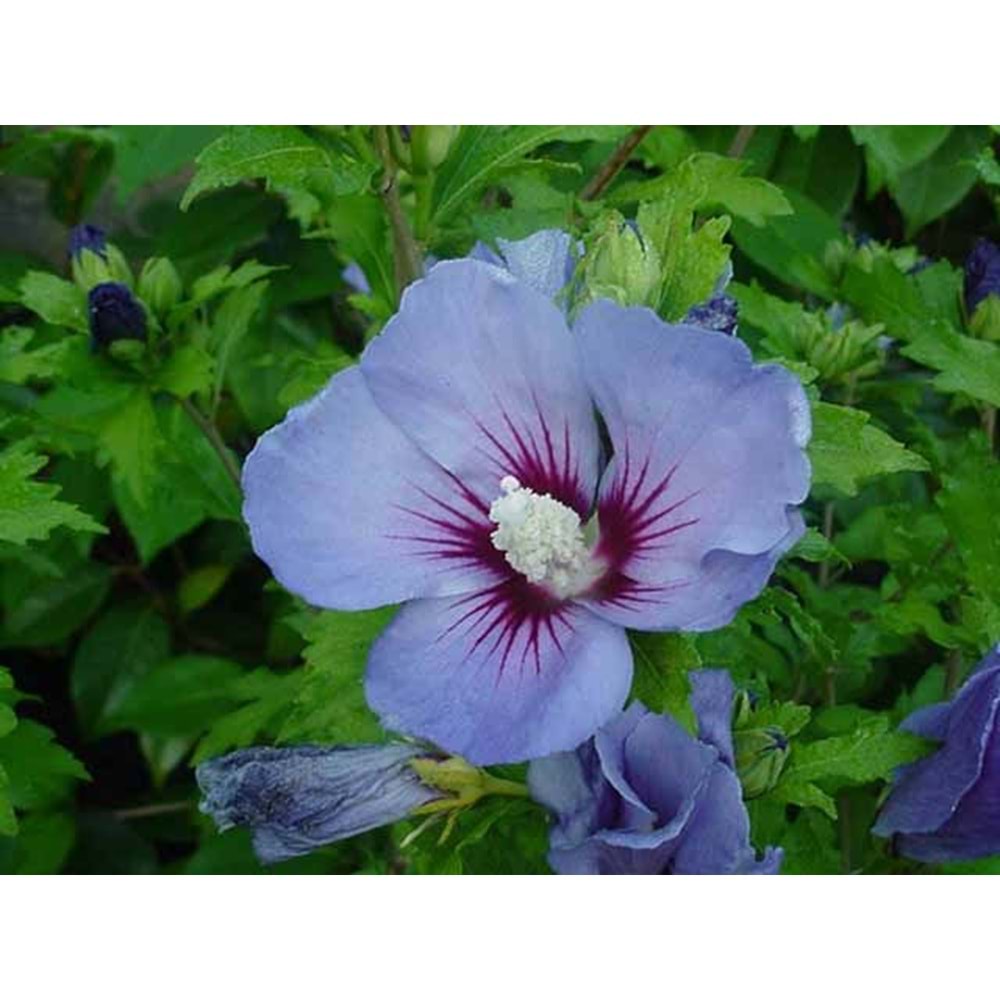 Hibiscus syriacus