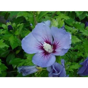 Hibiscus syriacus