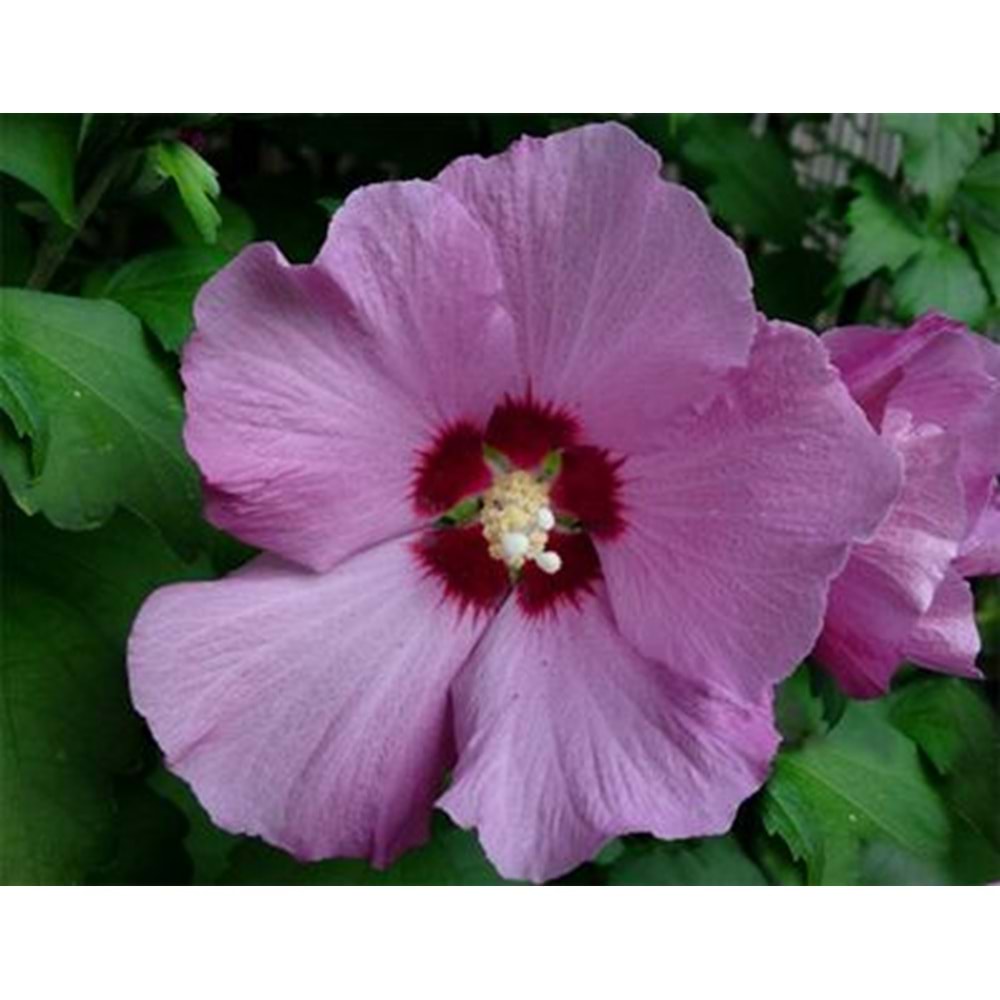Hibiscus syriacus