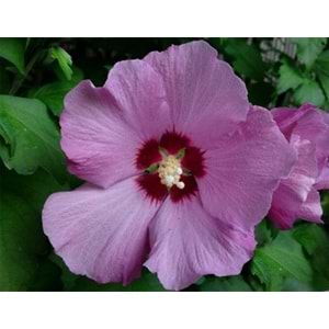 Hibiscus syriacus