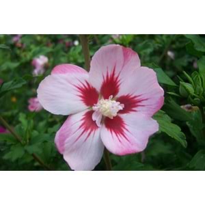 Hibiscus syriacus