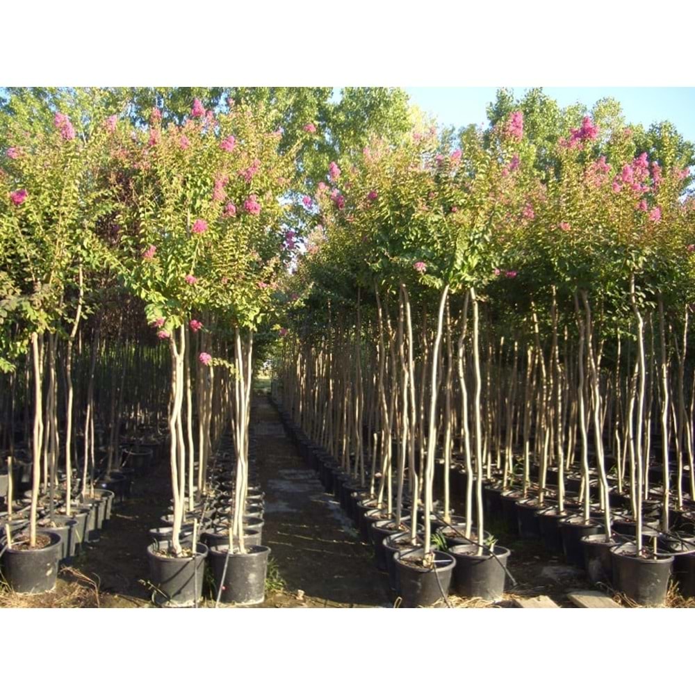 Lagerstroemia ındıca
