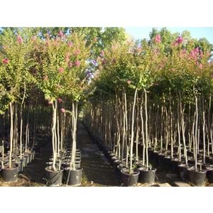 Lagerstroemia ındıca