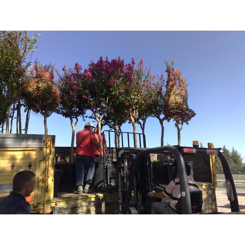 Lagerstroemia ındıca