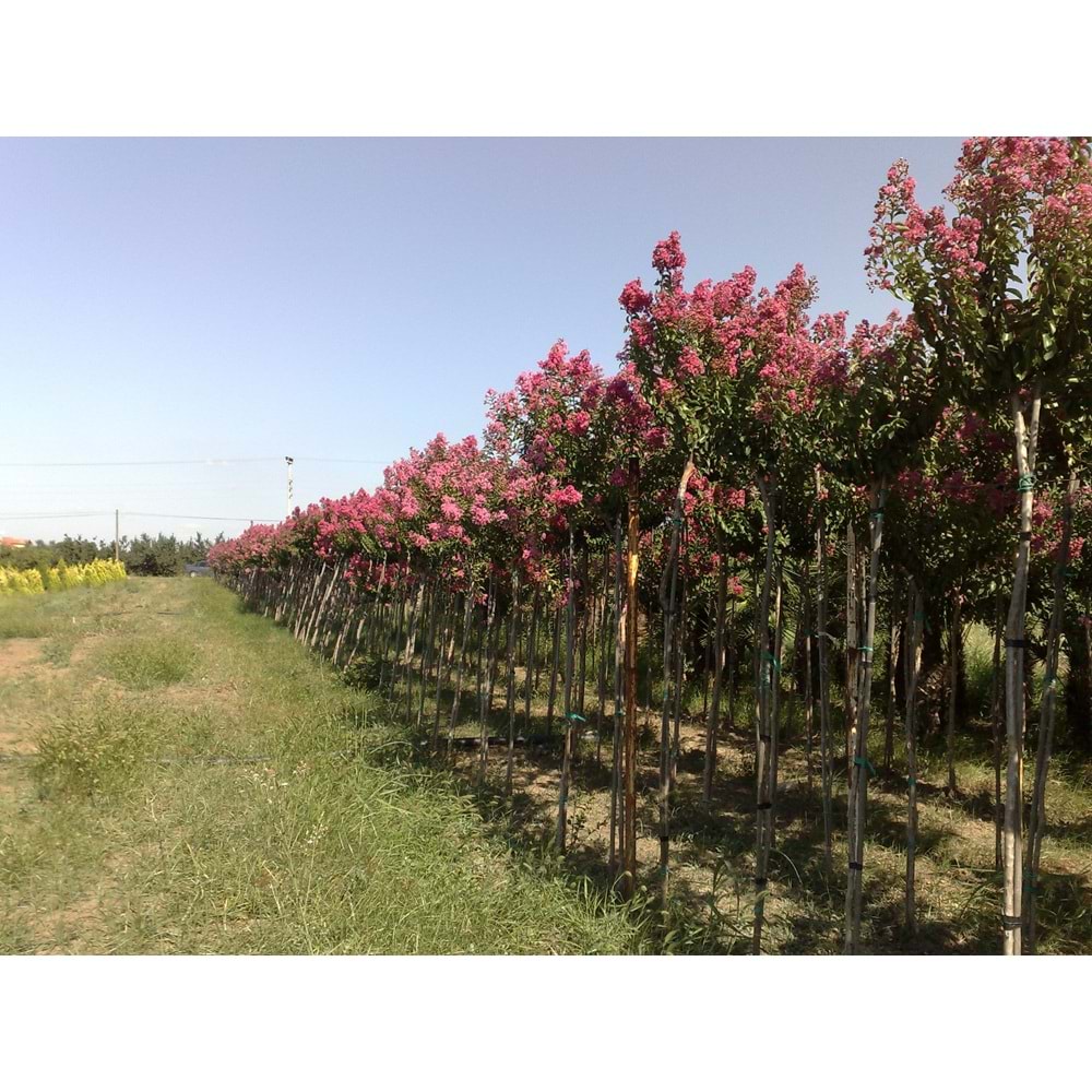 Lagerstroemia ındıca