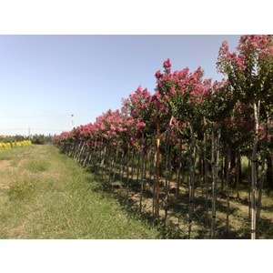 Lagerstroemia ındıca