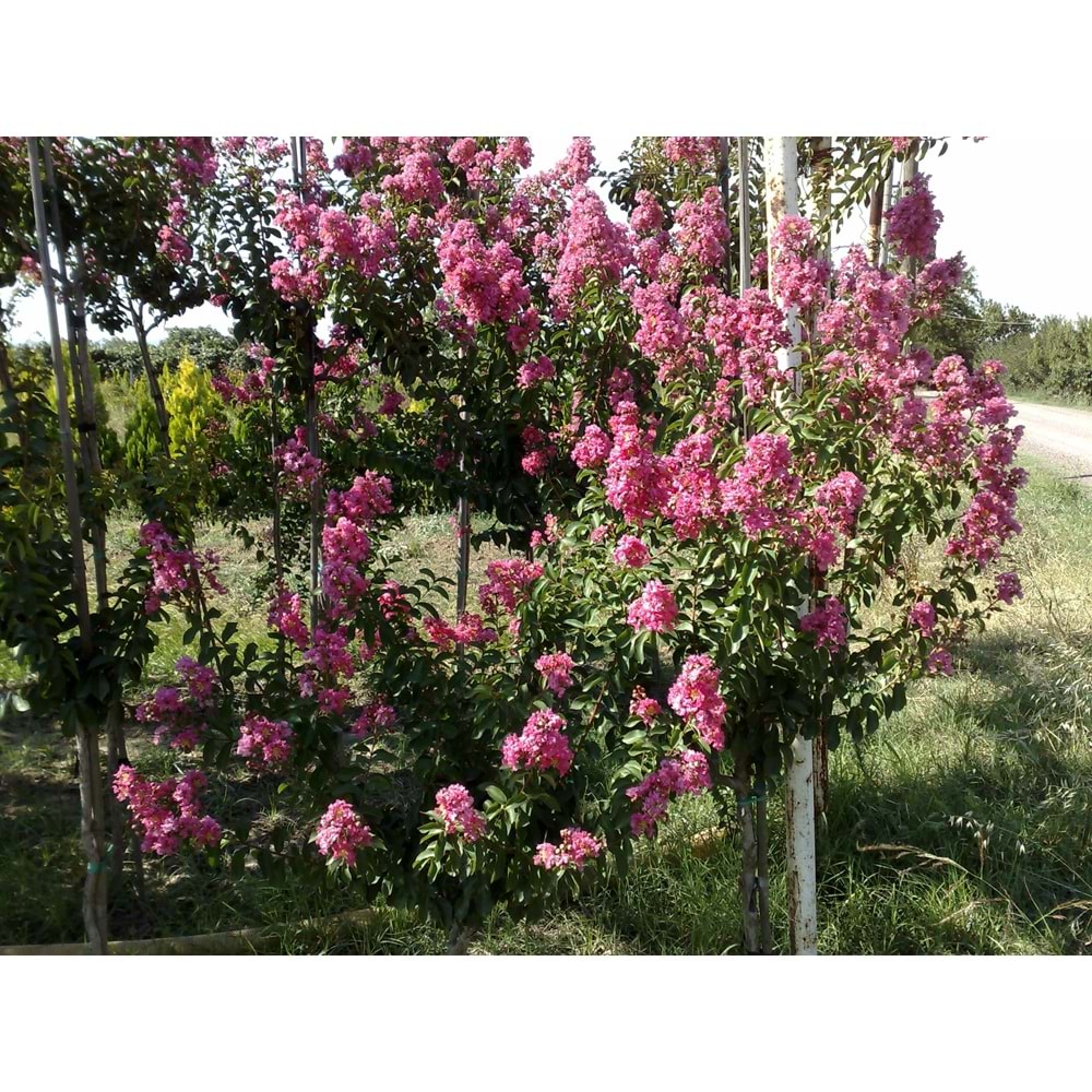 Lagerstroemia ındıca