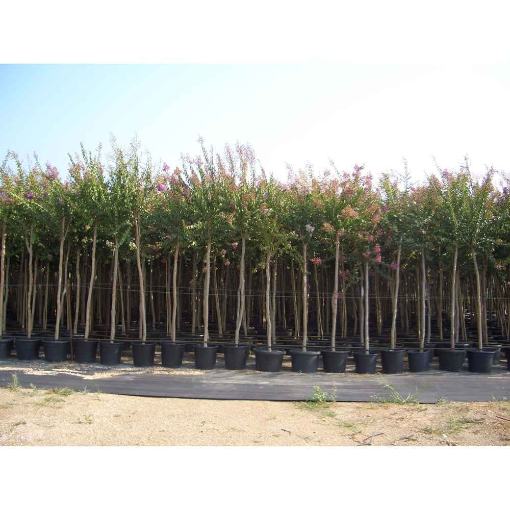 Lagerstroemia ındıca