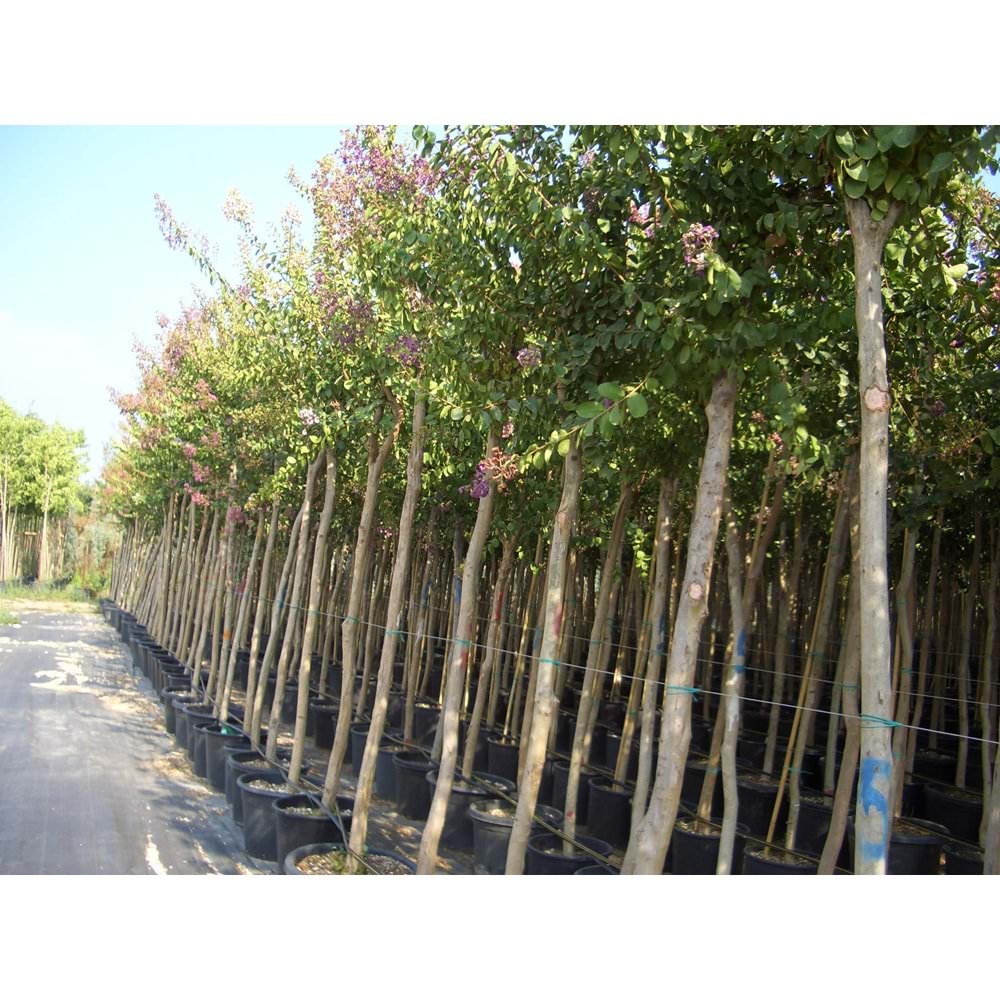 Lagerstroemia ındıca