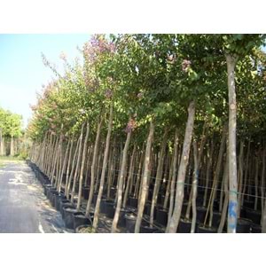 Lagerstroemia ındıca