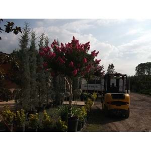 Lagerstroemia ındıca