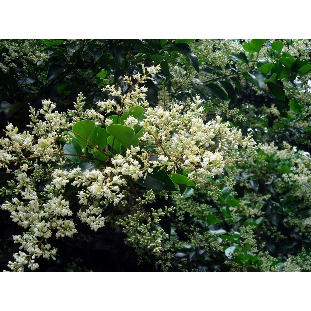 Lıgustrum japonicum