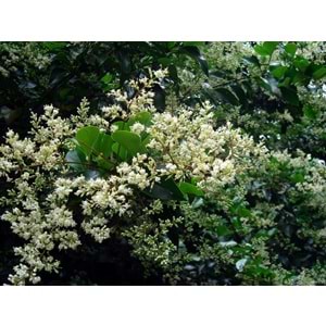 Lıgustrum japonicum