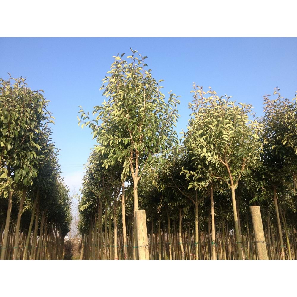 Lıgustrum japonicum
