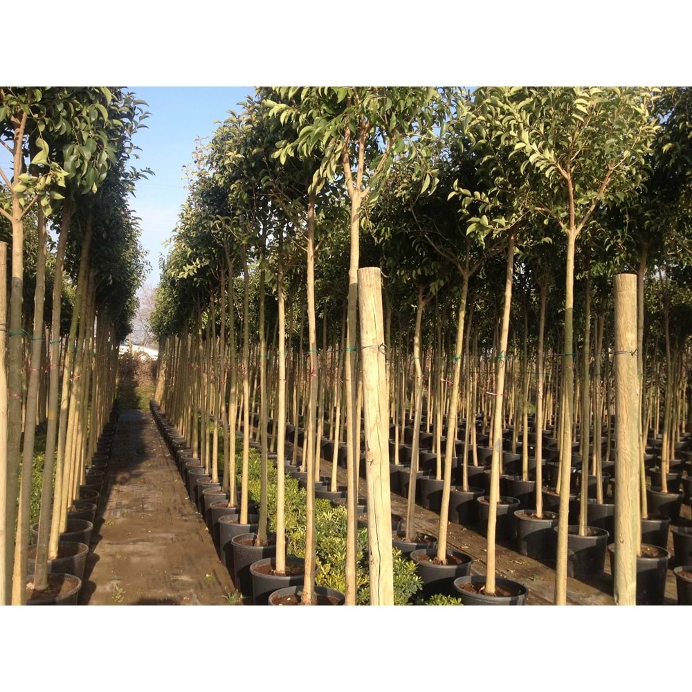 Lıgustrum japonicum
