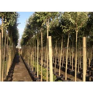 Lıgustrum japonicum
