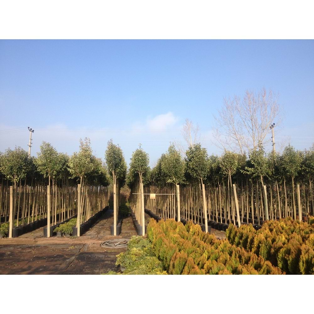 Lıgustrum japonicum