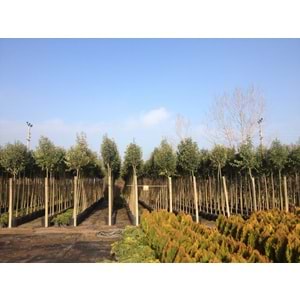 Lıgustrum japonicum
