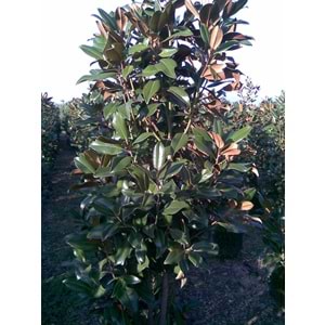 Magnolia grandiflora