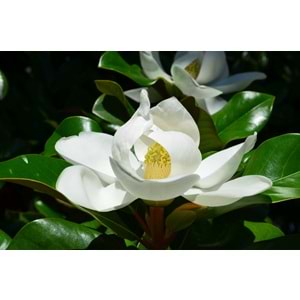 Magnolia grandiflora