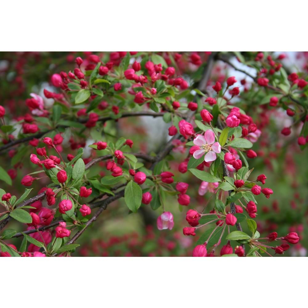 Malus floribunda pendula
