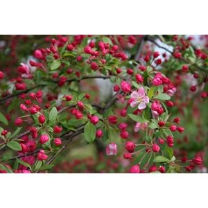 Malus floribunda pendula