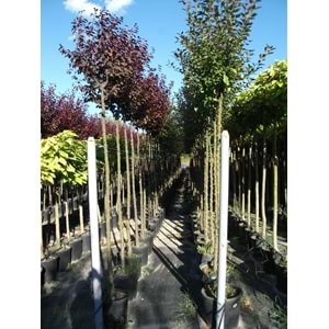 Malus floribunda pendula