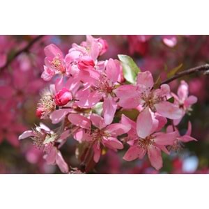 Malus floribunda pendula