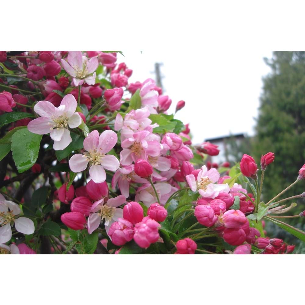 Malus floribunda pendula