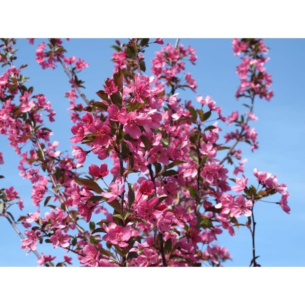 Malus floribunda pendula
