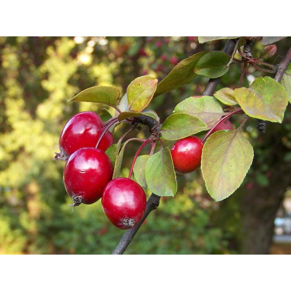 Malus floribunda pendula