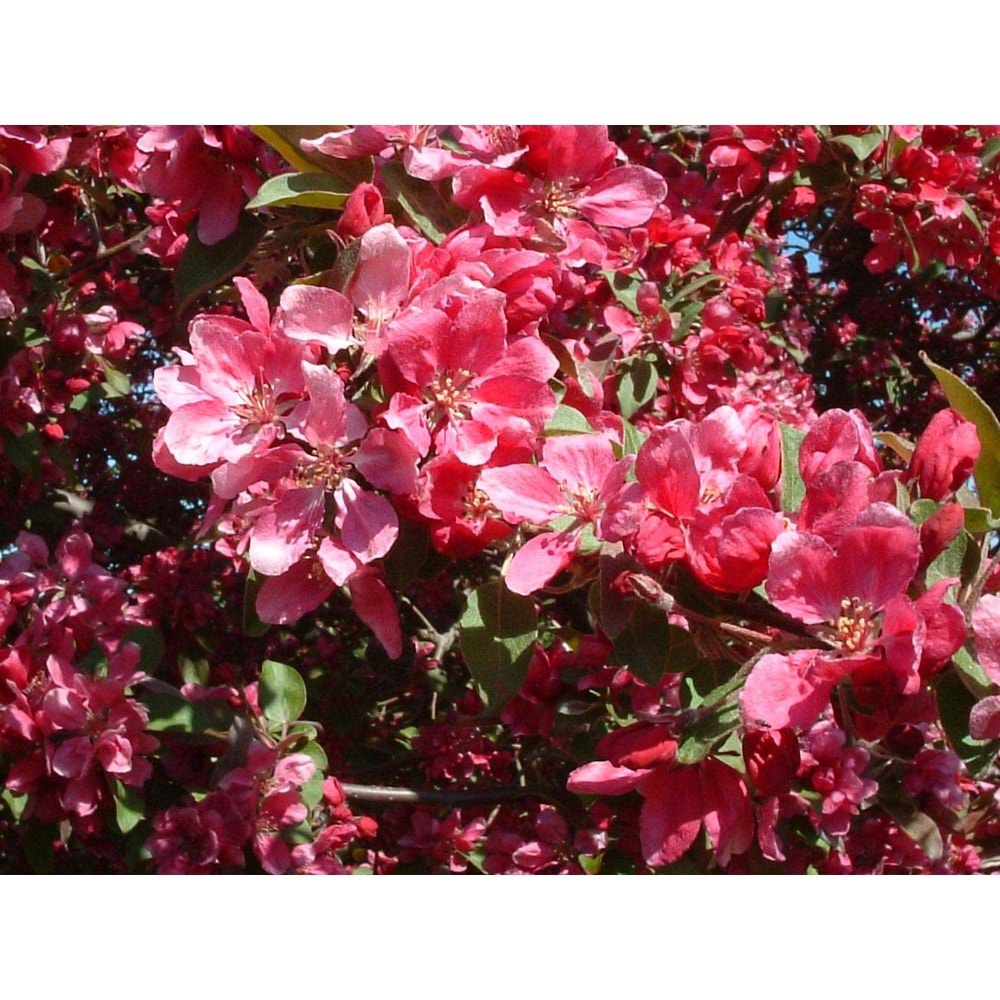 Malus floribunda pendula
