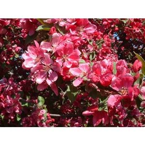 Malus floribunda pendula