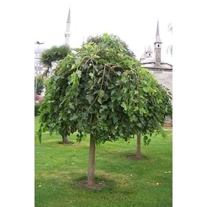 Morus alba pendula
