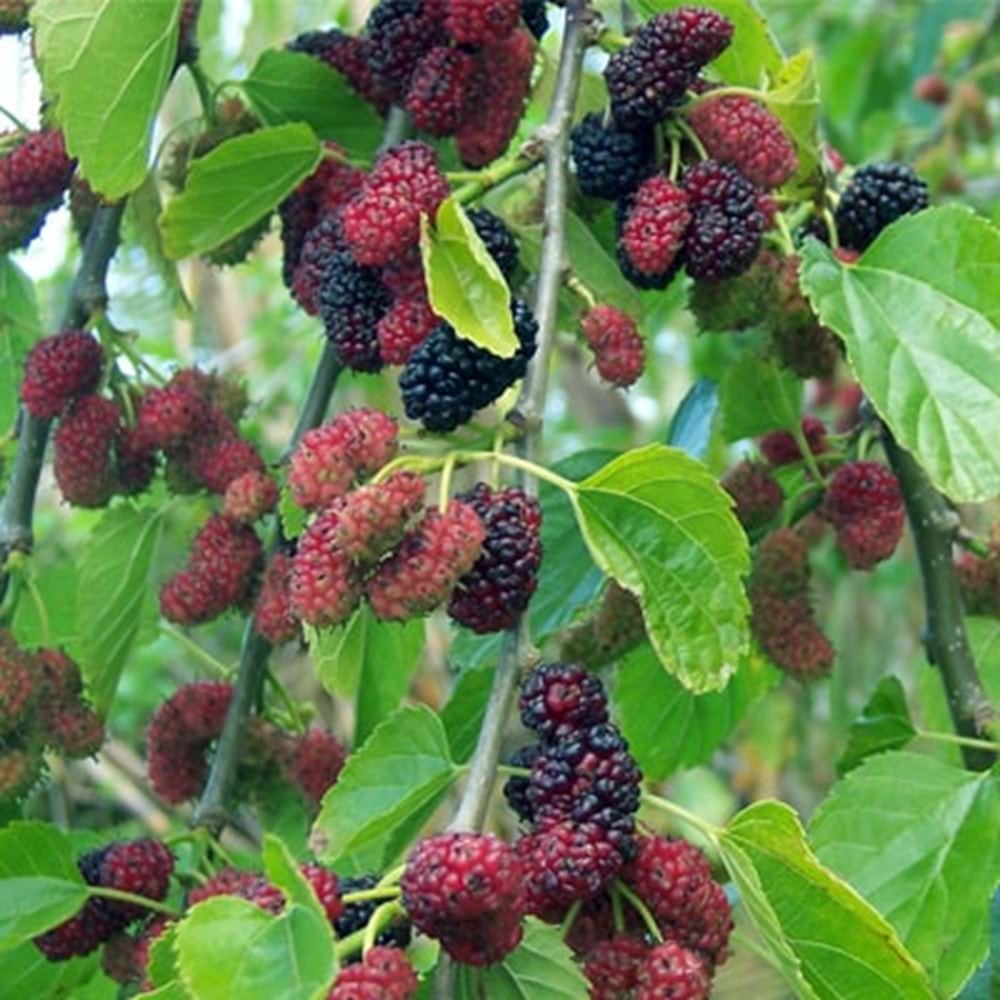 Morus alba pendula