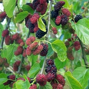 Morus alba pendula