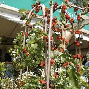 Morus alba pendula