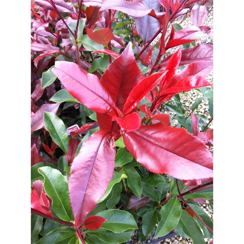 Nerium oleander