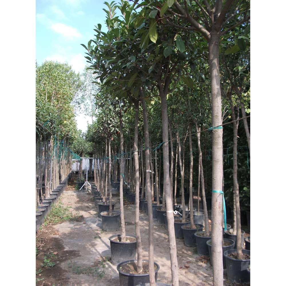Nerium oleander