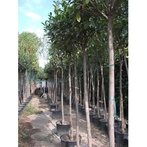 Nerium oleander