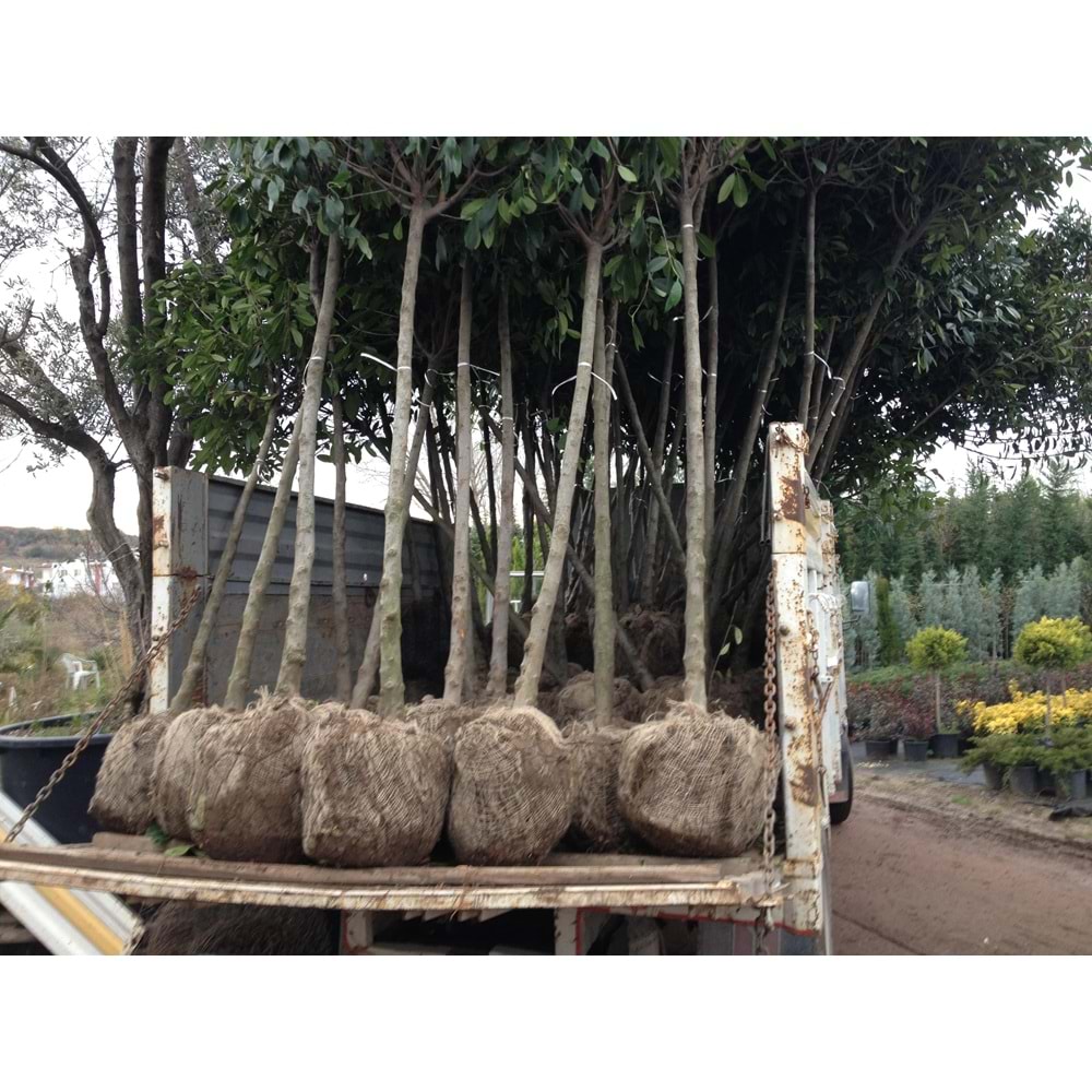 Nerium oleander