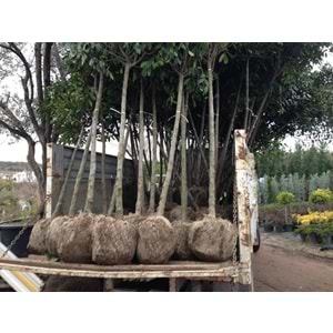 Nerium oleander