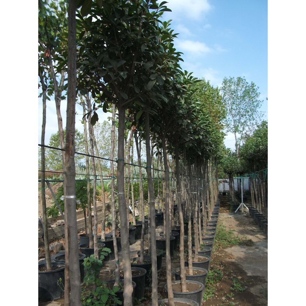 Nerium oleander