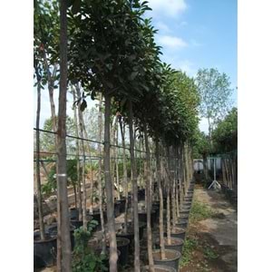 Nerium oleander