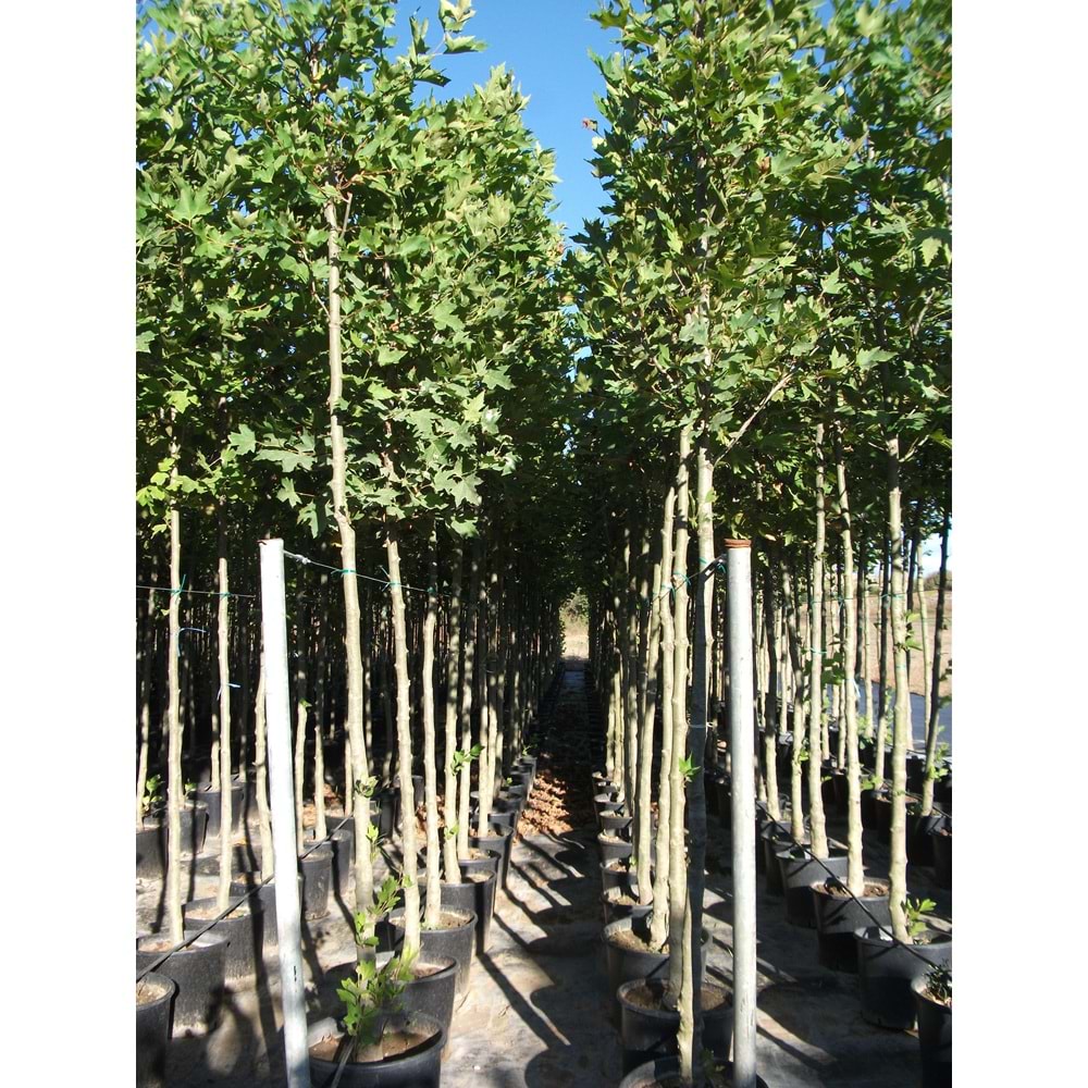 Platanus orientalis