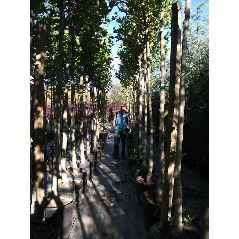 Platanus orientalis